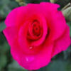 roseharwood832